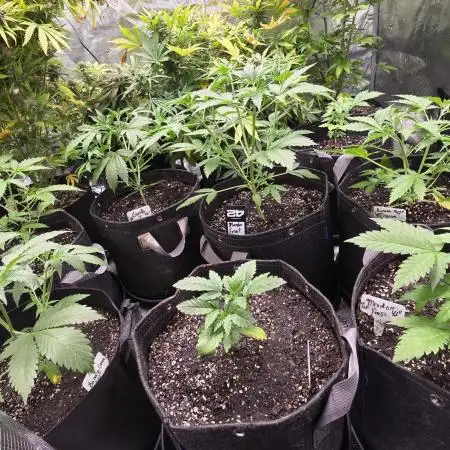 Fastbuds42 Grow