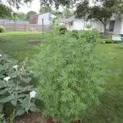 Pheno dirty birds