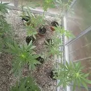 Fastbuds assorted #2