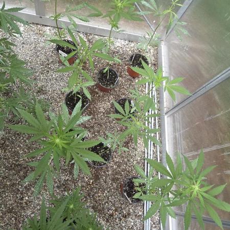 Fastbuds assorted #2