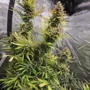 Tropicana cookies auto fastbuds42