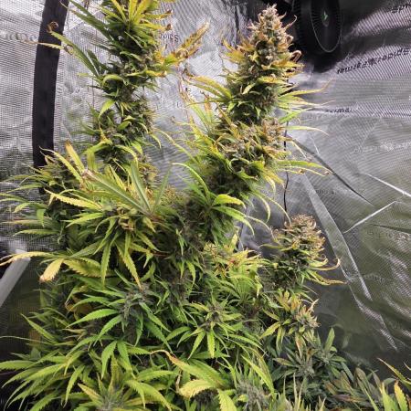 Tropicana cookies auto fastbuds42