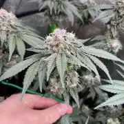 First Grow :)