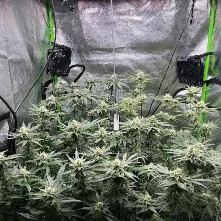 First Grow :)