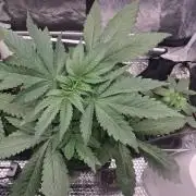 Black cherry punch fem