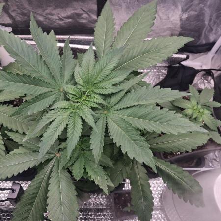 Black cherry punch fem