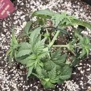 Black Domina