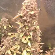 Barney's Farm LSD Auto