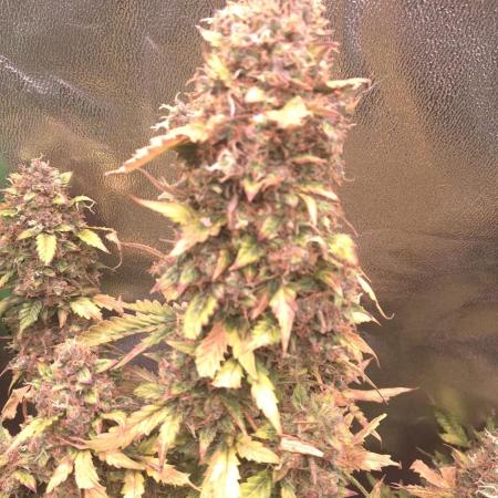 Barney's Farm LSD Auto