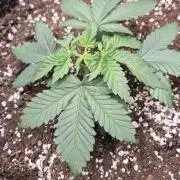 Black Domina