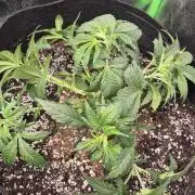 Imperium X(treme purple?)