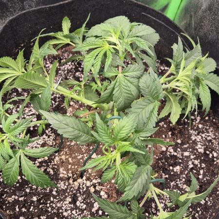 Imperium X(treme purple?)