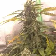 Barney's Farm LSD Auto