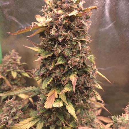 Barney's Farm LSD Auto
