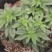Black Domina