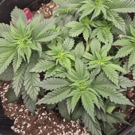 Black Domina