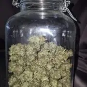 Barney's Skywalker