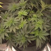 Black Domina