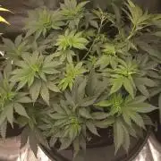 Black Domina