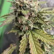 Barney's Farm LSD Auto