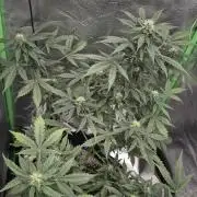 Barney's Farm LSD Auto