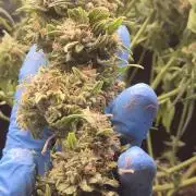 Barney's Skywalker