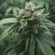 Barney's Skywalker