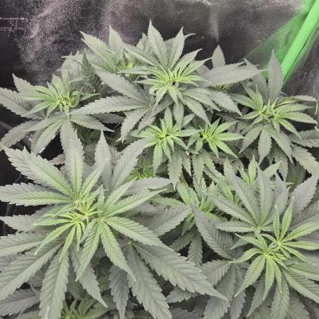 Imperium X(treme purple?)