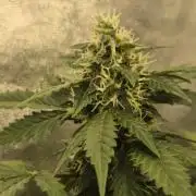Barney's Farm LSD Auto