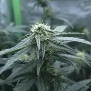 Barney's Skywalker