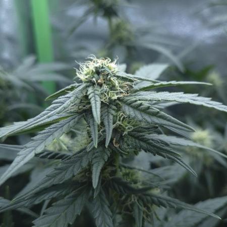 Barney's Skywalker