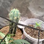 Iced Latte Autoflower