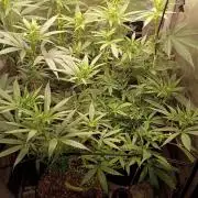 RoadSide Haze- Dirty Bird Genetics