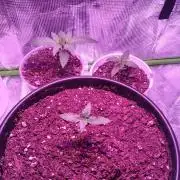 RoadSide Haze- Dirty Bird Genetics