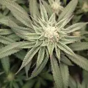Sour G R1