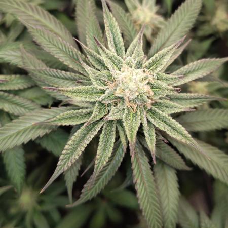 Sour G R1
