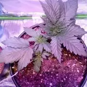 Ice Cream Cake-Barney Farms