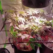 Ice Cream Cake-Barney Farms