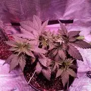 Ice Cream Cake-Barney Farms