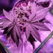 RoadSide Haze- Dirty Bird Genetics