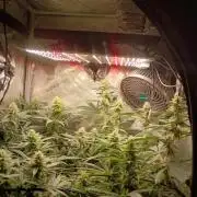 RoadSide Haze- Dirty Bird Genetics