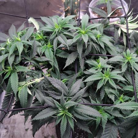 Sour G R1