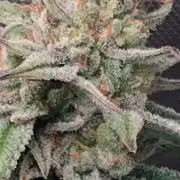 Sour G R1