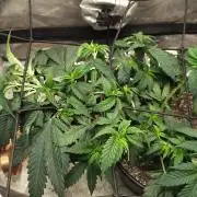 Sour G R1