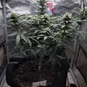Sour G R1
