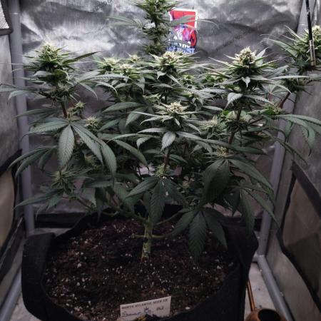 Sour G R1