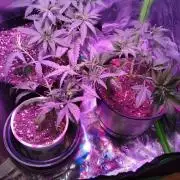 RoadSide Haze- Dirty Bird Genetics
