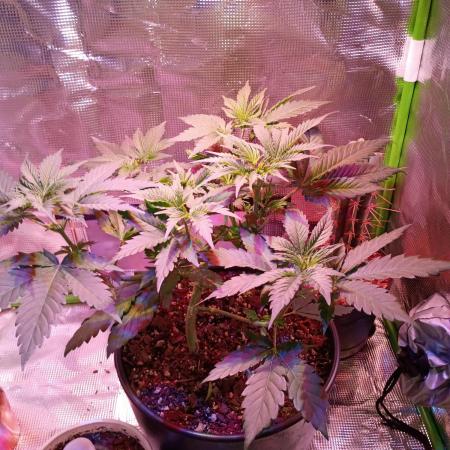 Ice Cream Cake-Barney Farms
