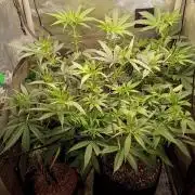 RoadSide Haze- Dirty Bird Genetics