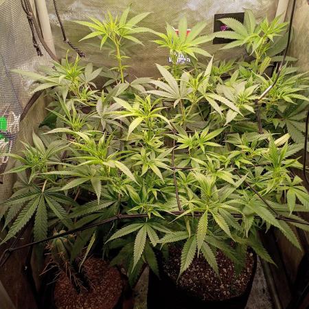 RoadSide Haze- Dirty Bird Genetics
